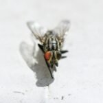 black and gray fly on white surface